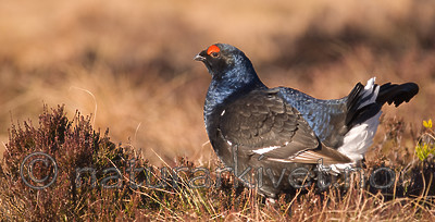 BB 08 0112 / Tetrao tetrix / Orrfugl